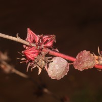 Hibiscus acetosella Welw. ex Hiern